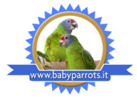 Babyparrots Logo