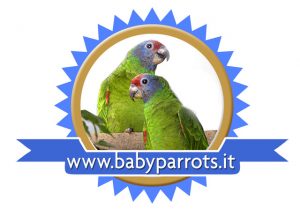 logo Babyparrots