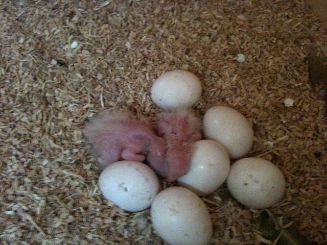 piccoli e uova di ara ararauna nel nido